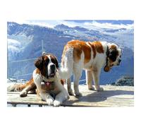 1000-piece(50x70cm) Adult Puzzle Saint Bernard Dog Pet Animal World Children's Hobby Toy Home Decoration Art Gift