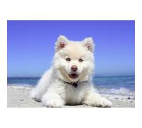 1000 -Piece(50x70cm) Puzzle Toy Animal Japanese Domestic Silver Fox Dog for Adults and Teenagers, Small Dog Puzzle, Family Game Wall Decoration