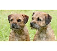 1000 Piece Paper Jigsaw Puzzle Border Terrier Wall Art Home Decor Gift Decoration Gift 38x26cm