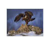 1000 pièces de Puzzles en Bois -Jeu de Jouets pour Enfants Adultes，Oiseau de Proie，Classique Dessin animé créatif Puzzle Occasionnel Anime éducation（75x50cm）-H86