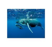 1000 Pièces De Puzzles en Papier，Deux Baleines à Bosse sous la Surface de l’Eau dans l’océan Pacifique，Jeu De Jouets pour Enfants Adultes - Classique Dessin Puzzle Occasionnel Éducation（38x26cm）-Q94