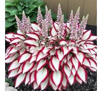 1000 pièces Graines de Hosta, Graines Fleurs à Semer, Graine a Planter, Graines de Fleurs pour Jardin et Balcon, Facile à Cultiver (A)