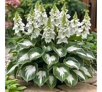 1000 pièces Graines de Hosta, Graines Fleurs à Semer, Graine a Planter, Graines de Fleurs pour Jardin et Balcon, Facile à Cultiver (I)