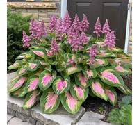 1000 pièces Graines de Hosta, Graines Fleurs à Semer, Graine a Planter, Graines de Fleurs pour Jardin et Balcon, Facile à Cultiver (B)