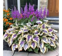 1000 pièces Graines de Hosta, Graines Fleurs à Semer, Graine a Planter, Graines de Fleurs pour Jardin et Balcon, Facile à Cultiver (H)