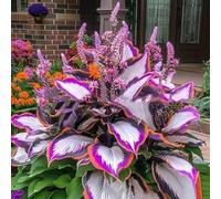 1000 pièces Graines de Hosta, Graines Fleurs à Semer, Graine a Planter, Graines de Fleurs pour Jardin et Balcon, Facile à Cultiver (J)