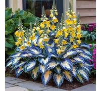 1000 pièces Graines de Hosta, Graines Fleurs à Semer, Graine a Planter, Graines de Fleurs pour Jardin et Balcon, Facile à Cultiver (E)