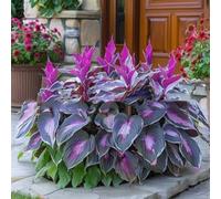 1000 pièces Graines de Hosta, Graines Fleurs à Semer, Graine a Planter, Graines de Fleurs pour Jardin et Balcon, Facile à Cultiver (G)