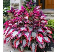 1000 pièces Graines de Hosta, Graines Fleurs à Semer, Graine a Planter, Graines de Fleurs pour Jardin et Balcon, Facile à Cultiver (F)