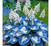 1000 pièces Graines de Hosta, Graines Fleurs à Semer, Graine a Planter, Graines de Fleurs pour Jardin et Balcon, Facile à Cultiver (C)