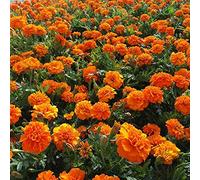 1000 Pièces Graines de Souci, Mélange de Graine de Fleurs de Soucis, Rendement Élevé, Facile à Cultiver, Graines Fleurs à Semer, Semences de Soucis pour Jardin Balcon Decoration