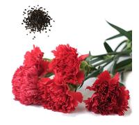 1000 Pièces Graines D'œillet, Graine de Fleurs D'œillets, Graines Fleurs à Semer, Semences D'œillets, Fleurs de Dianthus Carnation pour Jardin et Balcon, Rendement Élevé, Facile à Cultiver (Rouge)