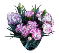 1000 Pièces Graines D'œillet, Graine de Fleurs D'œillets, Graines Fleurs à Semer, Semences D'œillets, Fleurs de Dianthus Carnation pour Jardin et Balcon, Rendement Élevé, Facile à Cultiver (Rose)