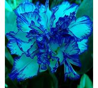 1000 Pièces Graines D'œillet, Graine de Fleurs D'œillets, Graines Fleurs à Semer, Semences D'œillets, Fleurs de Dianthus Carnation pour Jardin et Balcon, Rendement Élevé, Facile à Cultiver (Bleu)