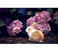 1000 Pieces Jigsaw for Adults Puzzles Hydrangea Brain Challenge Puzzle for Kids Educational Games,Perfect for Kids Educational Game Entertainment Gift.26x38cm Gi014