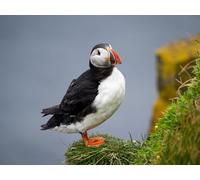 1000 Pièces Jigsaw Puzzle - Idéal pour Un Cadeau-Commun, macareux, Oiseau, Bec 70x50cm