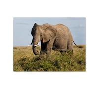 1000 Pièces Jigsaw Puzzles Set pour Les Adulte Puzzle en Papier，Les éléphants，Développer Patience Focus Réduire Pression（50x70cm）-G33