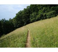 1000 Pièces Puzzle Adulte - Adultes et Enfants dès 14 Ans - Chemin de Champ de Colline 75x50cm