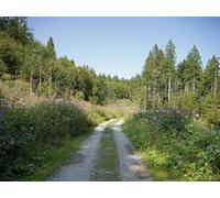 1000 Pièces Puzzle Adulte - Adultes et Enfants dès 14 Ans - forêts Arbres Chemin 75x50cm