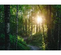 1000 Pièces Puzzle Adulte - Adultes et Enfants dès 14 Ans - forêts Arbres Chemin 75x50cm