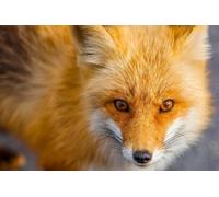 1000 Pieces Puzzle en Bois De Tilleul Fait À La Main Et Coloré pour Adulte dans Une Boîte Pouvant Servir De Décoration Murale pour La Maison Renard Roux en Gros Plan