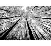1000 Pieces Puzzle Forêt en Noir Et Blanc Paysage Naturel Créatif en Noir Et Blanc Puzzle Difficile Puzzle À Tableau Bleu