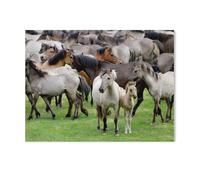1000 Pièces Puzzle pour Enfants Adultes Jouet,Chevaux Sauvages avec Jument et Poulain,Jeu Intellectuel Jeu Éducatif pour Adulte Enfant Stress Décoration De La Maison Puzzles(75x50cm)-AB54