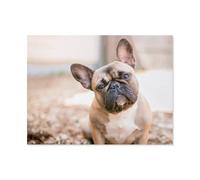 1000 Pièces Puzzle，Un Adorable Bouledogue français de Couleur Fauve，Puzzle Jigsaw Jouets Éducatifs Jeu Cadeau Intéressant pour Adultes Enfants Adolescents（38x26cm）-P31