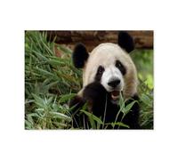 1000 Pièces Puzzles Adultes Adolescents Enfants Education，Géant Panda appréciant Son Repas de Bambou，Unique Parfaitement Classique Éducation Super Hard Anniversaire Cadeau（50x70cm）-E35