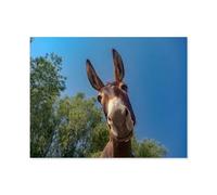 1000 Pièces Puzzles Adultes Adolescents Enfants Education，Gros Plan sur la tête d’Un âne，Unique Parfaitement Classique Éducation Super Hard Anniversaire Cadeau（50x70cm）-M55