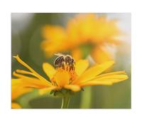 1000 Pièces Puzzles Drôles，Gros Plan : Abeille et Fleur，Adultes Puzzle en Papier Image, Adulte Après Le Travail Soulager Le Stress Jouets（50x70cm）-U94