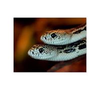 1000 Pièces Puzzles Drôles，Serpents，Adultes Puzzle en Papier Image, Adulte Après Le Travail Soulager Le Stress Jouets（50x70cm）-AR94