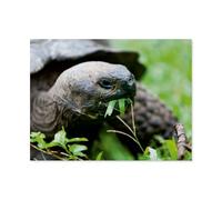 1000 Pièces Puzzles Drôles,Tortue géante sur l’île Floreana des Galápagos,Adultes Puzzle en Papier, Jouets Éducatifs pour Enfants Joli Cadeau(38x26cm)-AQ21
