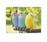 1000 Pièces Puzzles Drôles，Trois perruches ondulées sur Une Branche, Oiseaux Bleu et Blanc, Oiseau Jaune，Adultes Puzzle en Papier, Jouets Éducatifs pour Enfants Joli Cadeau（38x26cm）-F81