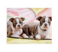 1000 Pièces Puzzles pour Adultes，Boston Terrier coloré，Défi Puzzles pour Enfants Éducation Jouets Jeu pour Bricolage Décoration Murale（38x26cm）-BC42