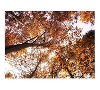 1000 Pièces Puzzles pour Adultes Enfants-Arbres,cimes des Arbres,Ciel,Automne 70x50cm