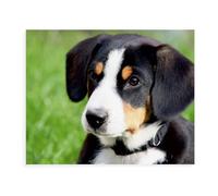 1000 Pièces Puzzles pour Adultes Enfants，Chien de Montagne d'Entlebuch，Puzzles pour Enfants Jouets Éducatifs Jeu Puzzles 1000 Pièces（38x26cm）-BB12