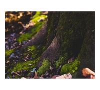 1000 Pièces Puzzles pour Adultes Enfants-Mousse,Arbre,Tronc,Feuillage,Automne 70x50cm