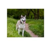 1000 Pièces Puzzles pour Adultes，Husky sibérien attentif，Défi Puzzles pour Enfants Éducation Jouets Jeu pour Bricolage Décoration Murale（75x50cm）-Q23