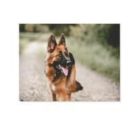 1000 Pièces Puzzles pour Adultes，Premier Plan d’Un Berger Allemand Adulte，Enfants Bois Puzzle Jeu Éducatif Jouets Éducatifs（75x50cm）-R33