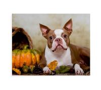 1000 Pièces Puzzles pour Adultes Puzzle，Boston Terrier coloré，Enfant PaperMaterial Intellectua Jeux De Famille Stress Reliever Jouet DIY Cadeau d'anniversaire（50x70cm）-BC40