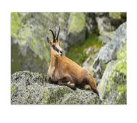 1000 Pièces Puzzles pour Adultes Puzzle，Chamois des Tatres au Repos sur Un Rocher，Enfant Papier Matériel Intellectua Famille Jeux Anti-Stress Jouet Bricolage Cadeau d'anniversaire（50x70cm）-V22