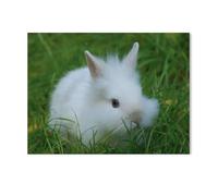 1000 Pièces Puzzles pour Adultes Puzzle,Petit Lapin Nain Blanc,Enfant Papier Matériel Intellectua Famille Jeux Anti-Stress Jouet Bricolage Cadeau d'anniversaire(50x70cm)-AB78
