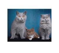 1000 Pièces Puzzles pour Adultes Puzzle，Petits Chats - Chatons British Shorthair，Enfant PaperMaterial Intellectua Jeux De Famille Stress Reliever Jouet DIY Cadeau d'anniversaire（50x70cm）-AD77