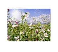 1000 Pièces Puzzles，Prairie Fleurie d’été avec des Marguerites Brillantes，Décor À La Maison Dessin Animé Paysage Jeu De Décompression Cerveau Défi Difficulté Jouet Éducatif -K57