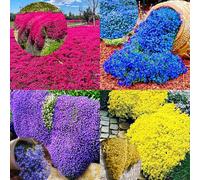 10000pcs sachet thym serpolet rouge, graines de thym de graies de fleurs faciles à planter graines de thym rampant multicolores outil de jardinage pour la cour Des graines