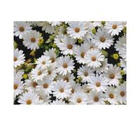 1000pcs(52x38cm) Puzzles pour Adolescents White Daisy Flowers Background Puzzles pour Adultes Jeu Familial Analyse Et Logique Jeu Stimulant Cadeaux 1000pcs(52x38cm)