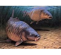 1000piece Paper Puzzle big Carp Fishing Suitable for Home Office Wall Decoration Gift 38x52cm