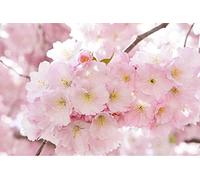 1000piece Paper Puzzle Cherry Blossoms Suitable for Wall Art Home Decoration Gift 38x26cm