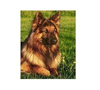 1000piece Paper Puzzle German Shepherd Dog Animal Suitable for Wall Art Home Decor Gift 38x52cm